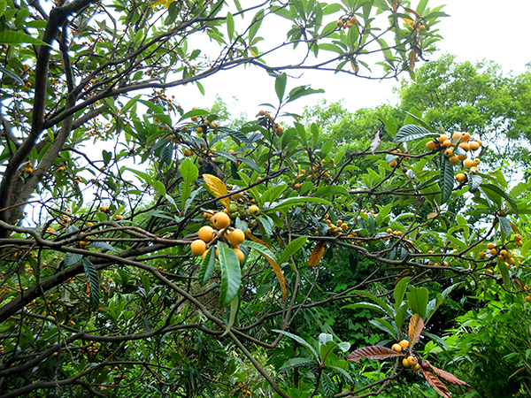 f:id:rise_more:20150607235114j:plain f:id:rise_more:20150607235114j:plain