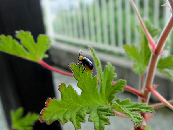 f:id:rise_more:20151002225650j:plain