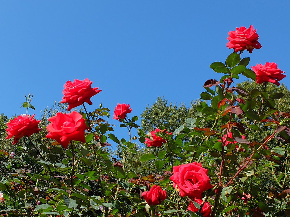 f:id:rise_more:20151027235355j:plain