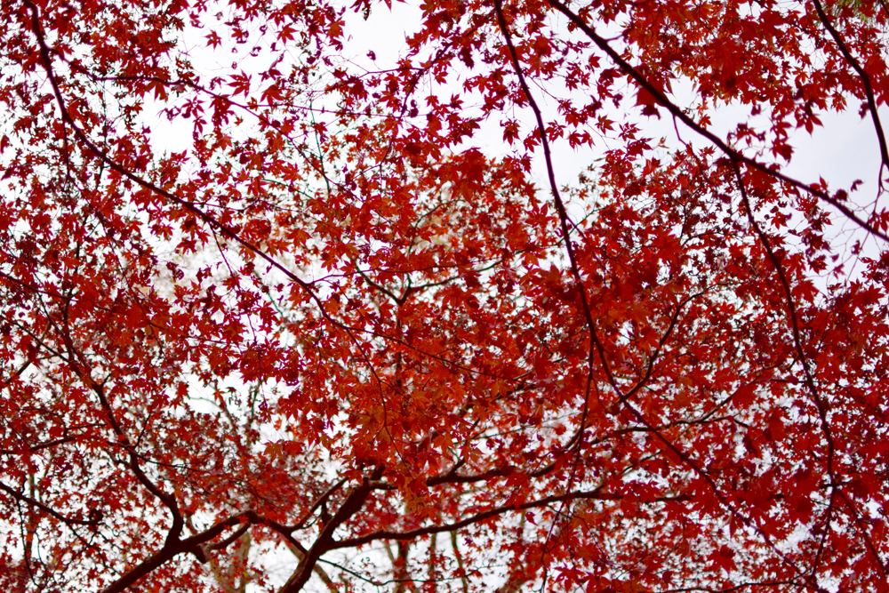 f:id:rise_more:20151203000656j:plain