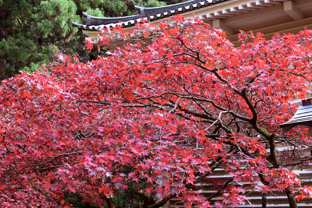 f:id:rise_more:20151203000658j:plain