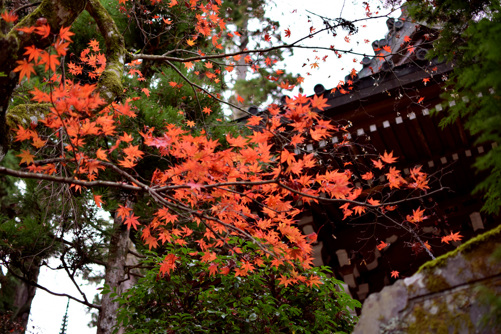 f:id:rise_more:20151203000707j:plain