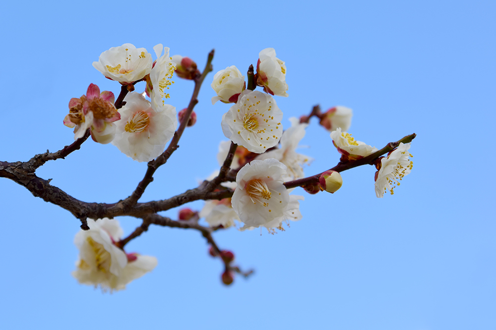 f:id:rise_more:20160223235331j:plain
