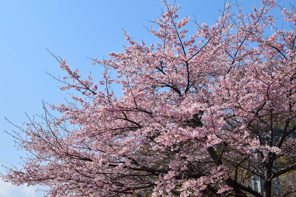 f:id:rise_more:20160229002704j:plain