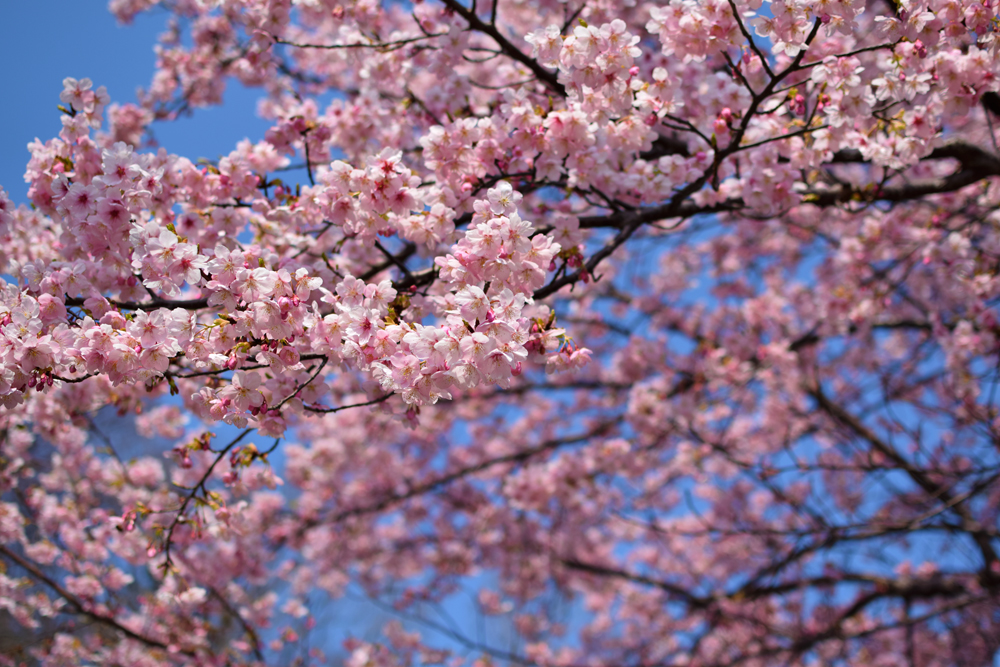 f:id:rise_more:20160229002707j:plain