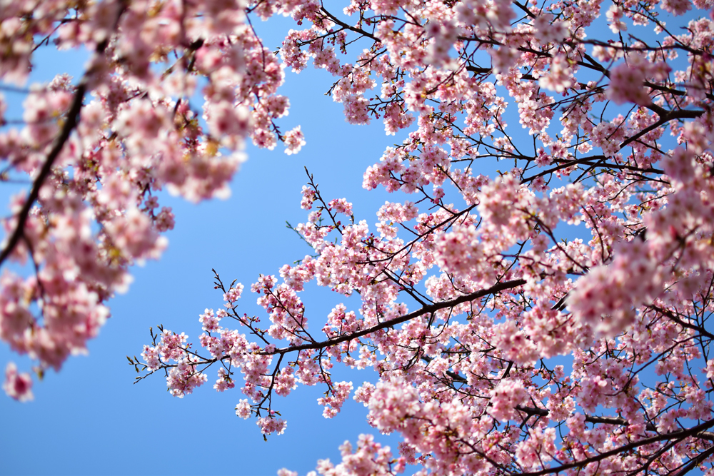 f:id:rise_more:20160229002709j:plain