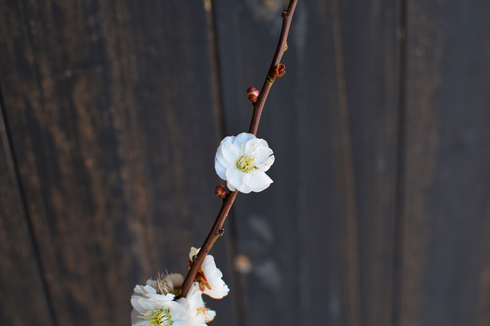 f:id:rise_more:20160301233430j:plain