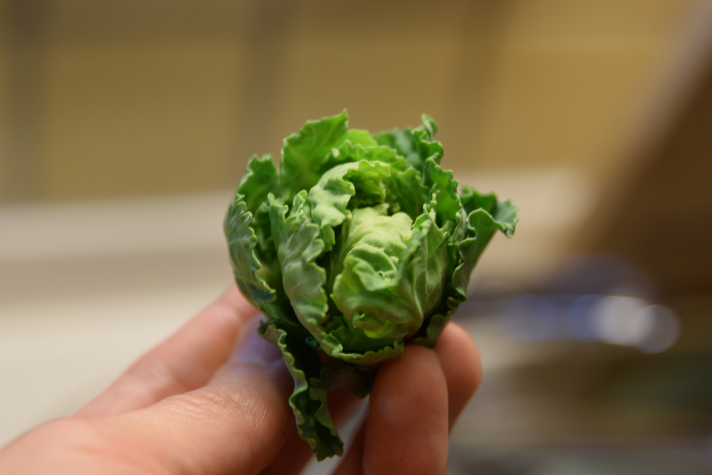 f:id:rise_more:20160301233942j:plain