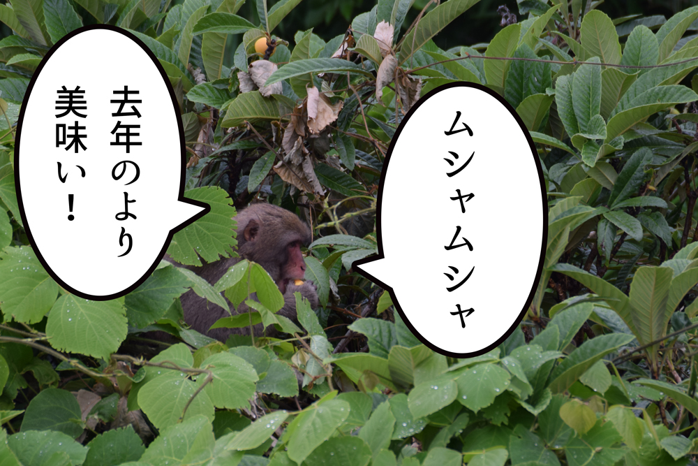 f:id:rise_more:20160619234521j:plain