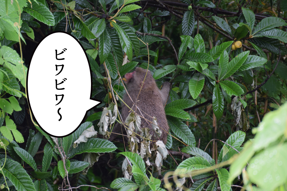 f:id:rise_more:20160619234523j:plain