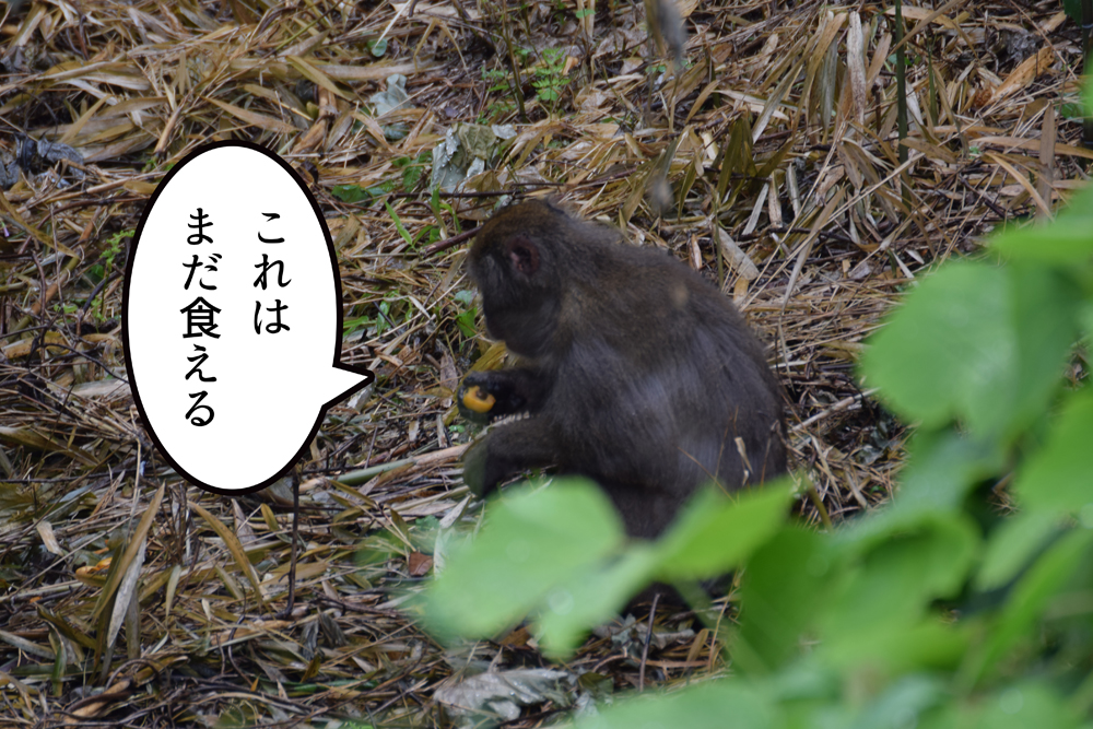 f:id:rise_more:20160619234527j:plain