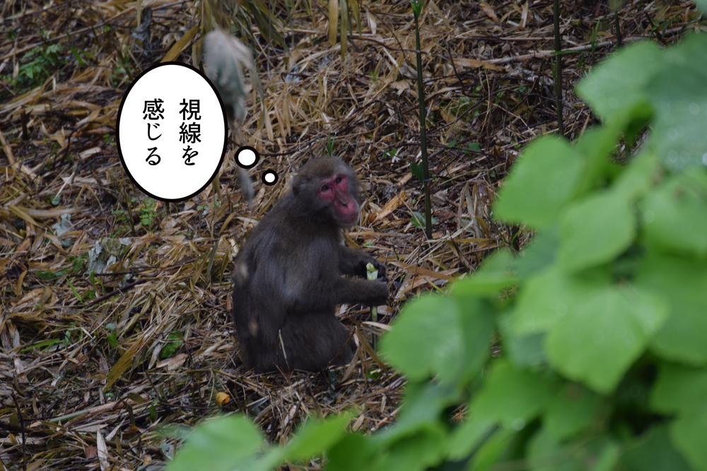 f:id:rise_more:20160619234529j:plain