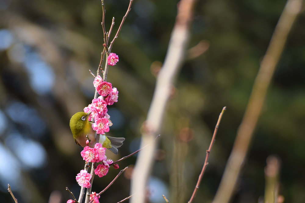 f:id:rise_more:20170130223347j:plain