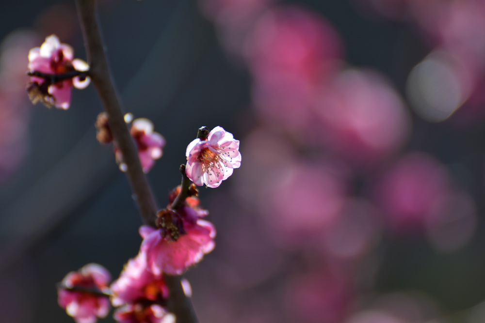 f:id:rise_more:20170130223354j:plain