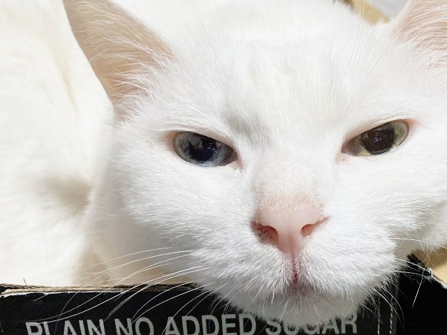 f:id:risukichiko:20220521125720j:image