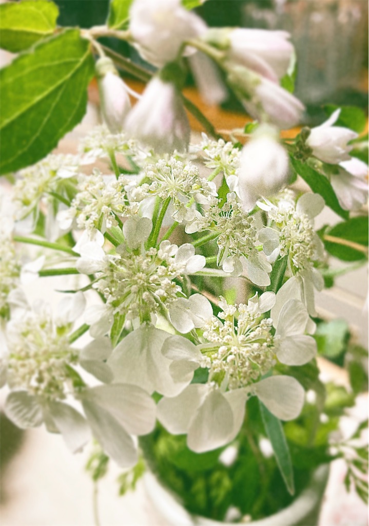 f:id:risukichiko:20220522163709j:image