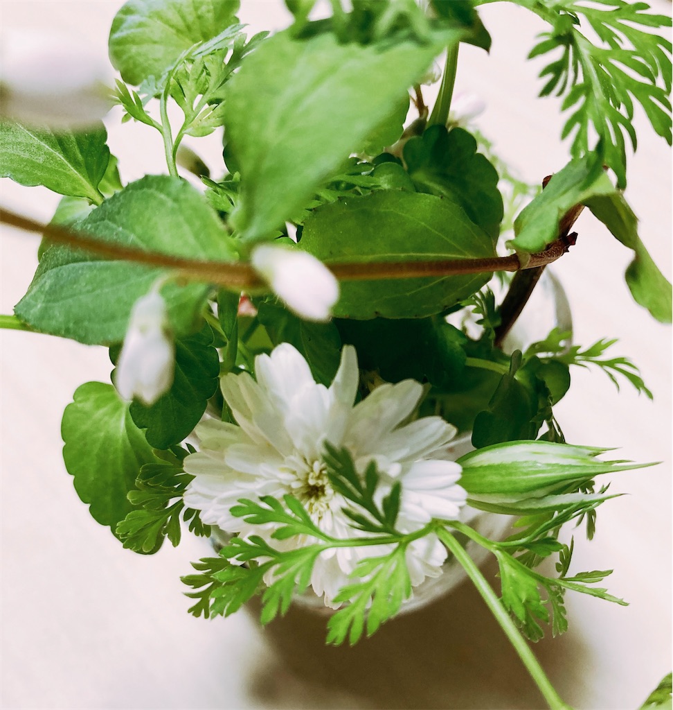 f:id:risukichiko:20220524151017j:image