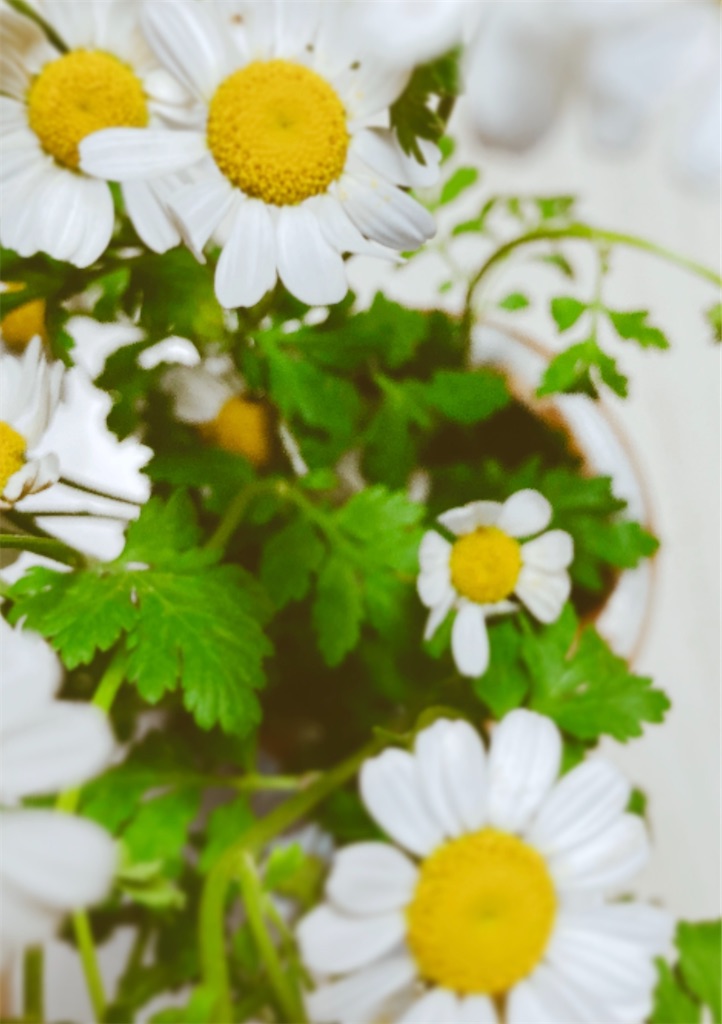 f:id:risukichiko:20220526164522j:image