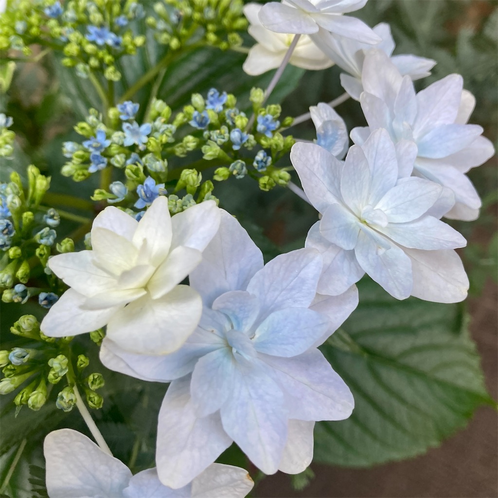 f:id:risukichiko:20230526171330j:image