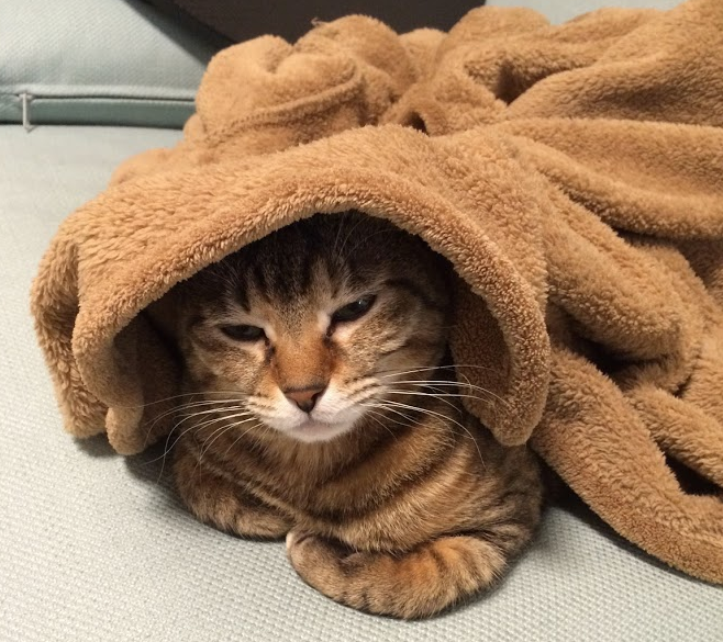 f:id:risumaru0:20190201091301p:plain