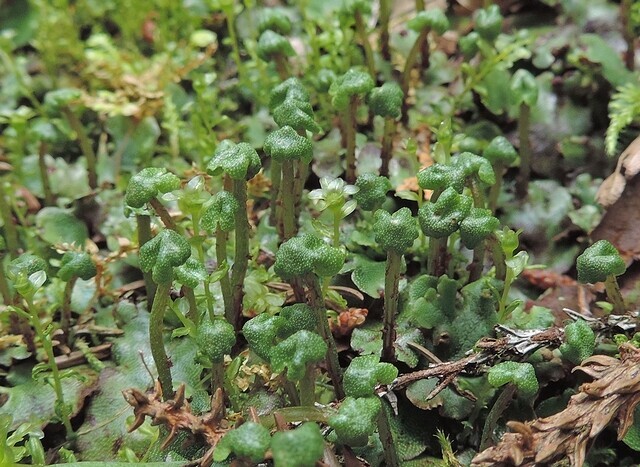 苔の探索：⑨フタバゼニゴケ - メダカとグッピーの日記 & 苔