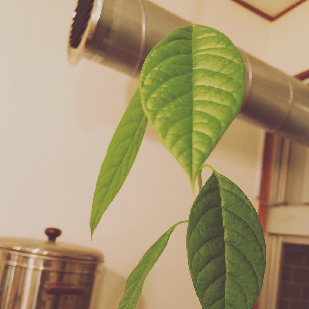 f:id:ritacoffee:20190311234019j:image f:id:ritacoffee:20190311234019j:image