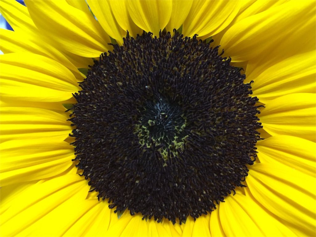 f:id:ritaia:20160809235530j:image