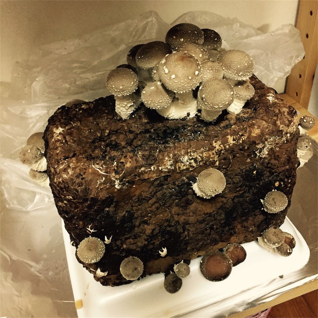 f:id:ritaia:20170116114825j:image f:id:ritaia:20170116114825j:image