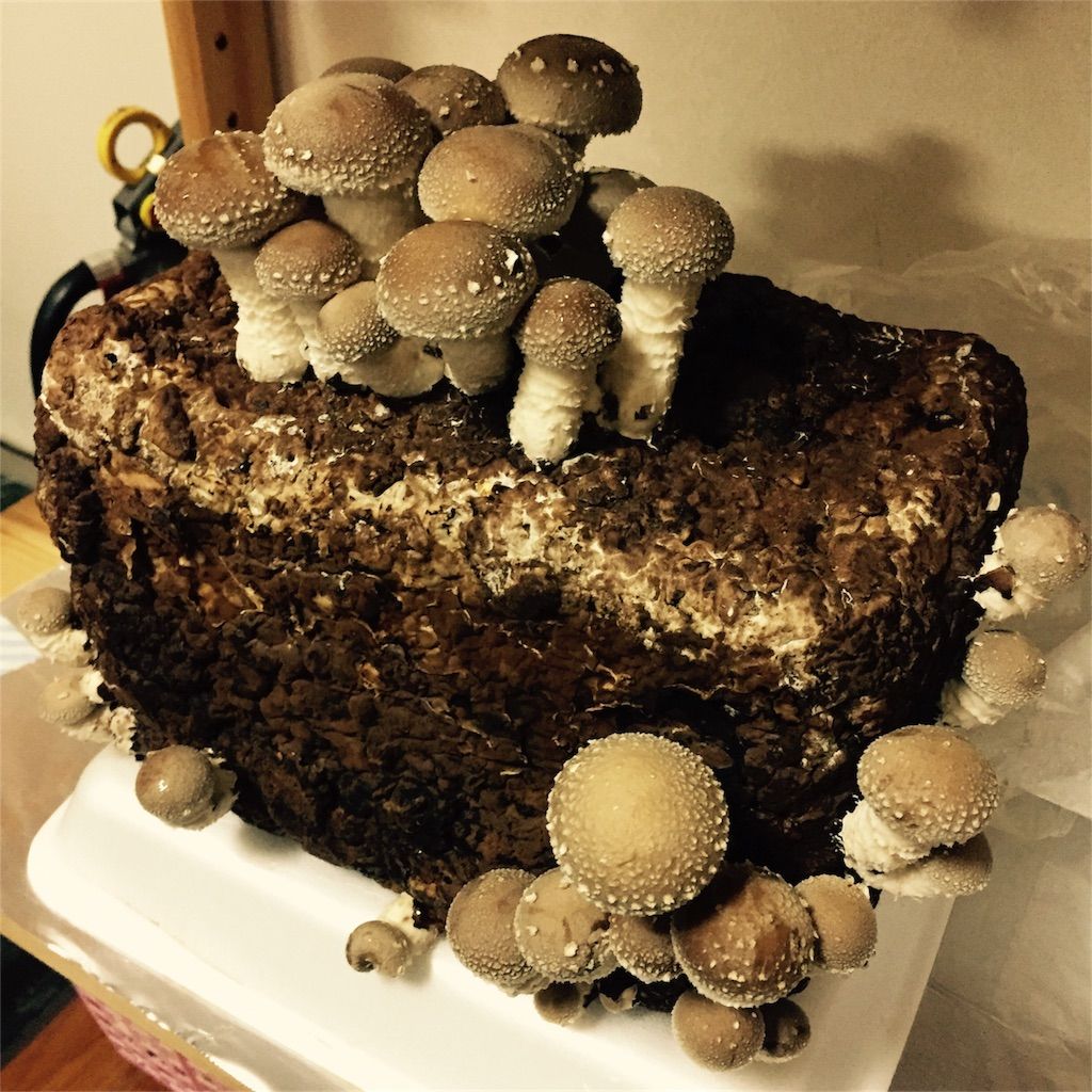 f:id:ritaia:20170116114830j:image f:id:ritaia:20170116114830j:image