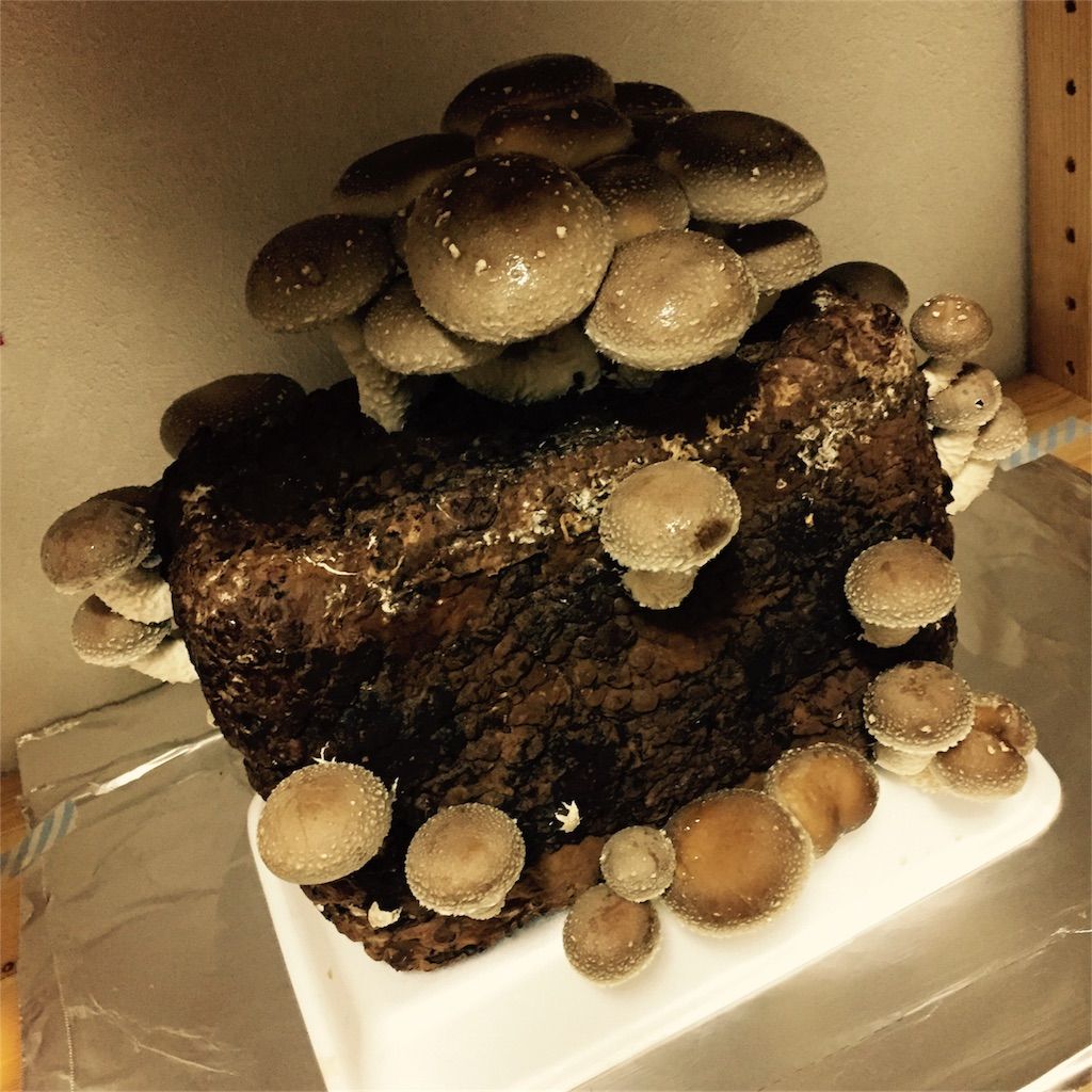 f:id:ritaia:20170116192514j:image