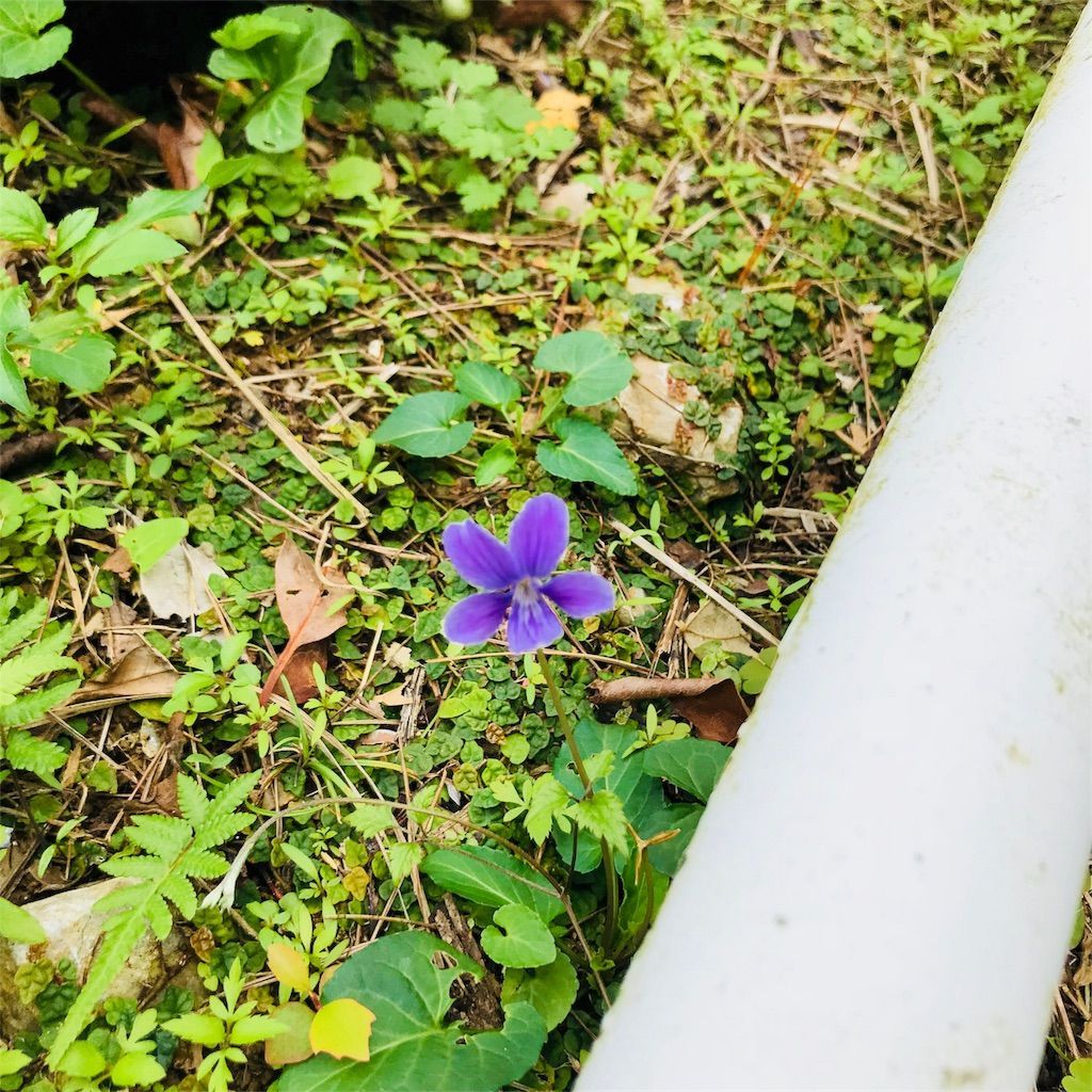 f:id:ritaia:20180121205800j:image f:id:ritaia:20180121205800j:image