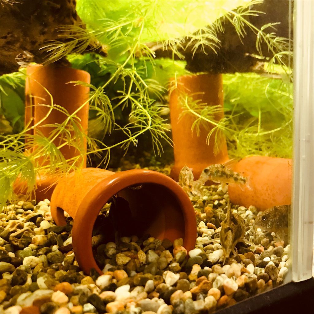 f:id:ritaia:20180204171704j:image f:id:ritaia:20180204171704j:image