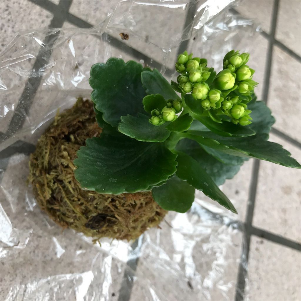 f:id:ritaia:20180226115823j:image f:id:ritaia:20180226115823j:image