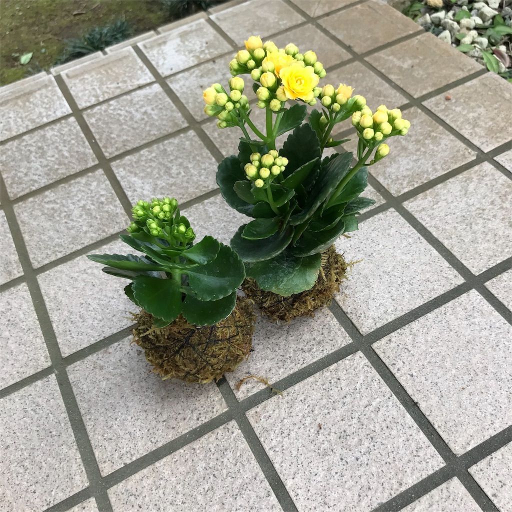 f:id:ritaia:20180226120146j:image f:id:ritaia:20180226120146j:image