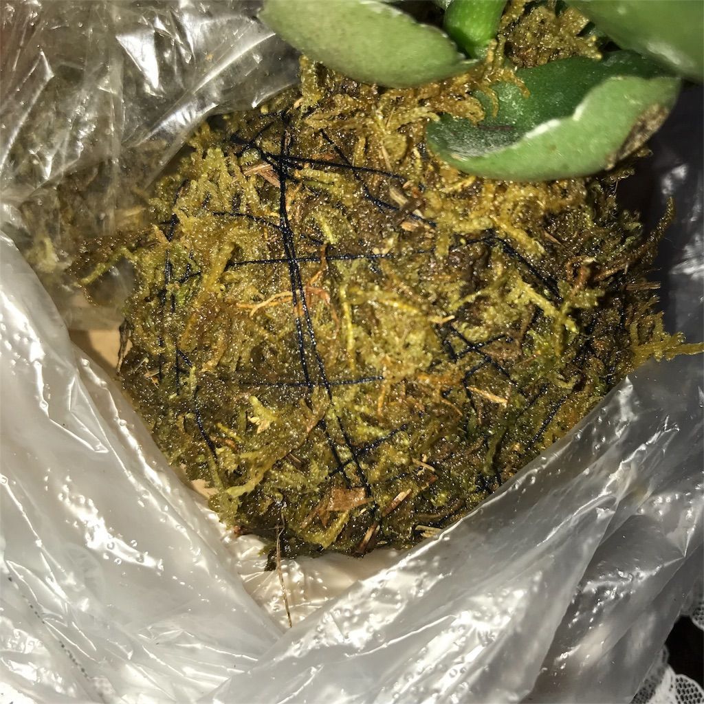 f:id:ritaia:20180226120207j:image f:id:ritaia:20180226120207j:image