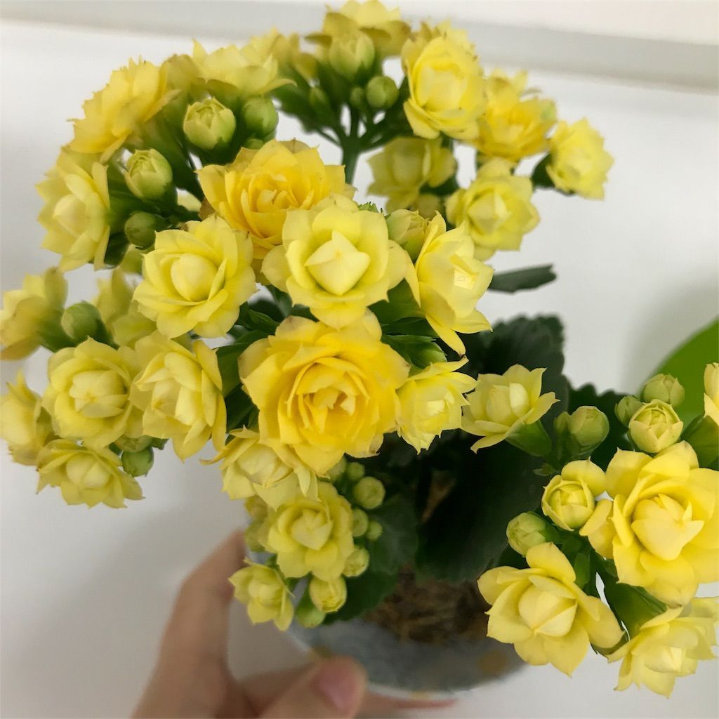 f:id:ritaia:20180314141153j:image f:id:ritaia:20180314141153j:image