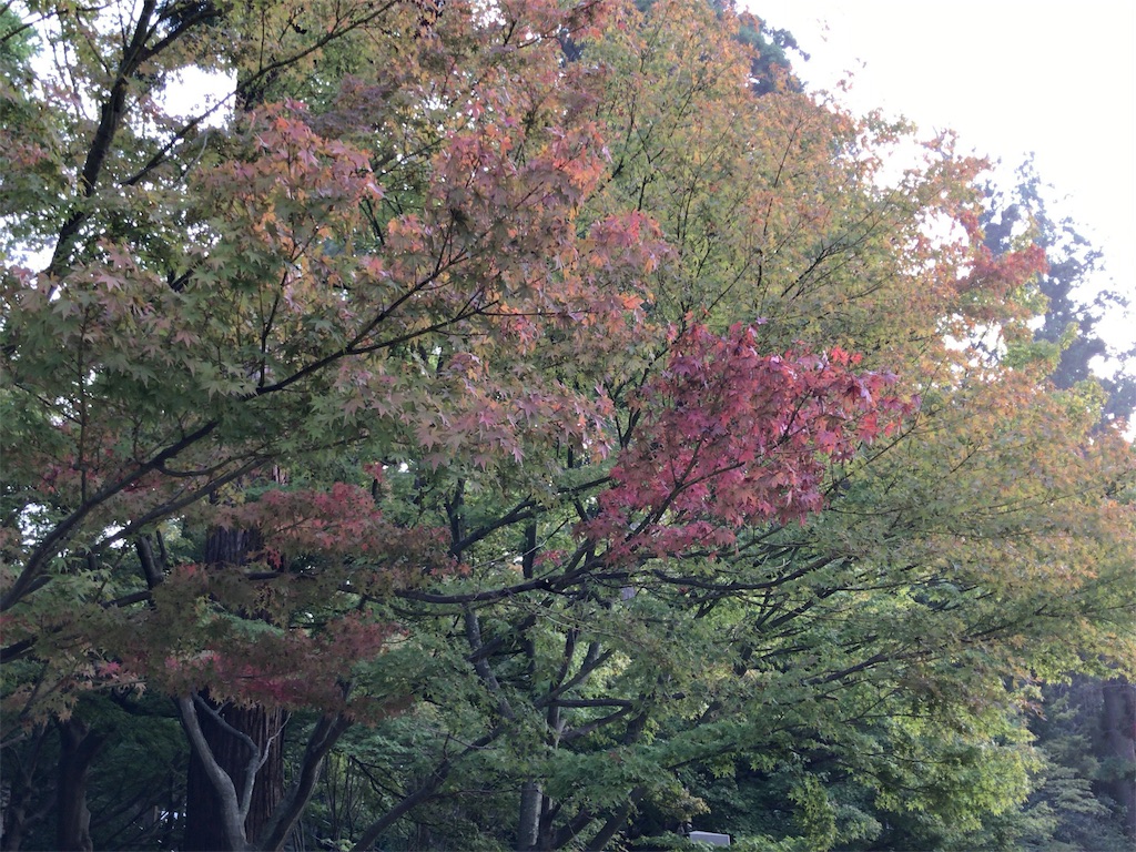 f:id:ritaoykdc:20191031071140j:image
