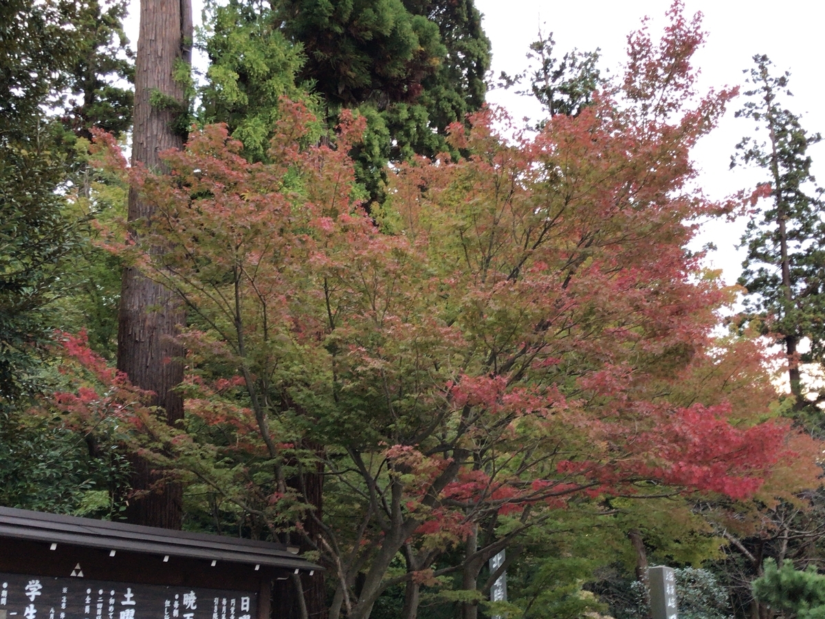 鎌倉円覚寺2019年の紅葉20191113-1