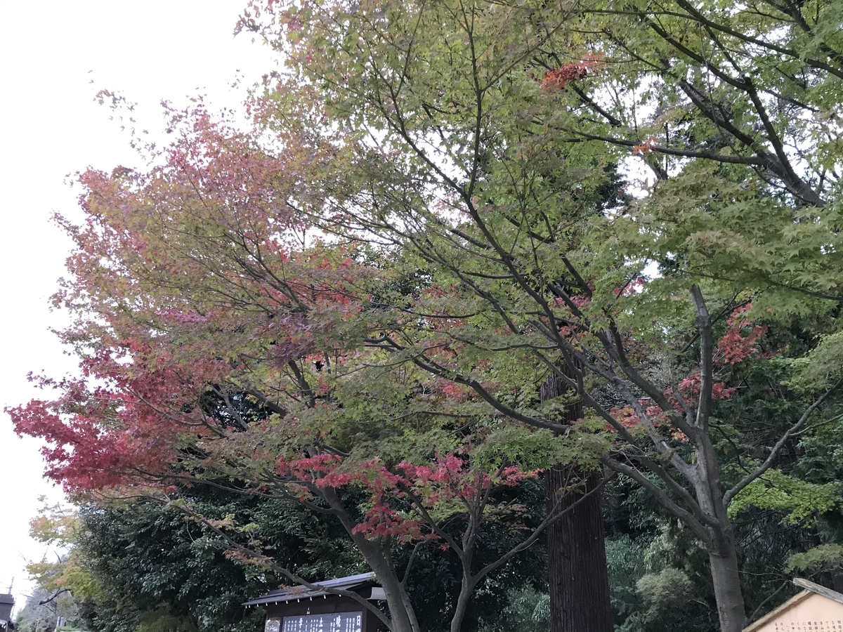 鎌倉円覚寺2019年の紅葉20191113-2