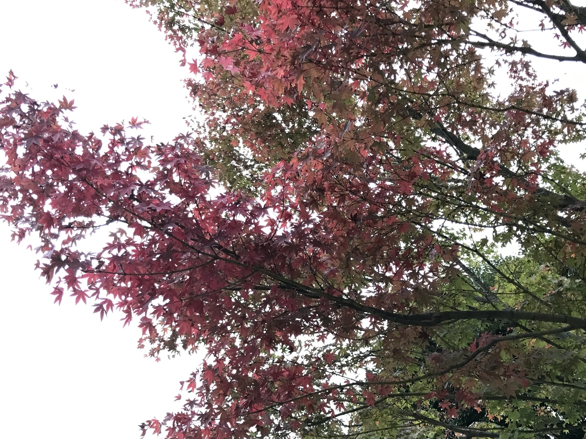 鎌倉円覚寺2019年の紅葉20191113-3