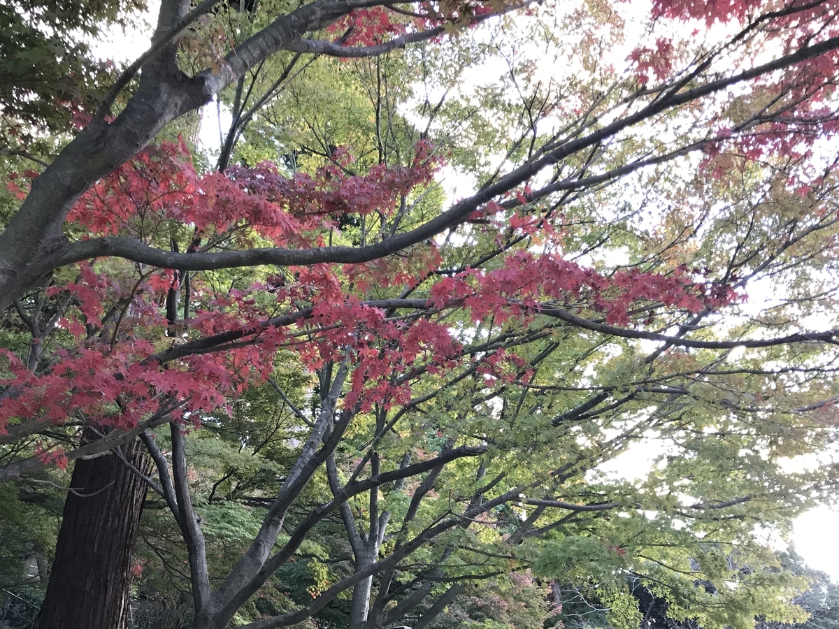 2019年鎌倉円覚寺の紅葉20191115-1