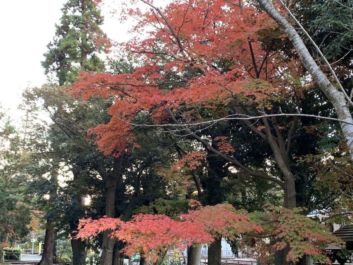 f:id:ritaoykdc:20191129070508j:plain