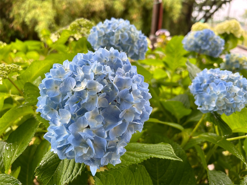 f:id:ritaoykdc:20240529061942j:image