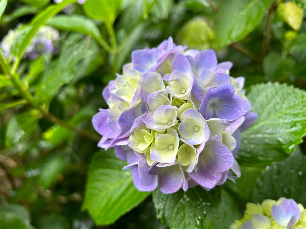 f:id:ritaoykdc:20240529062019j:image