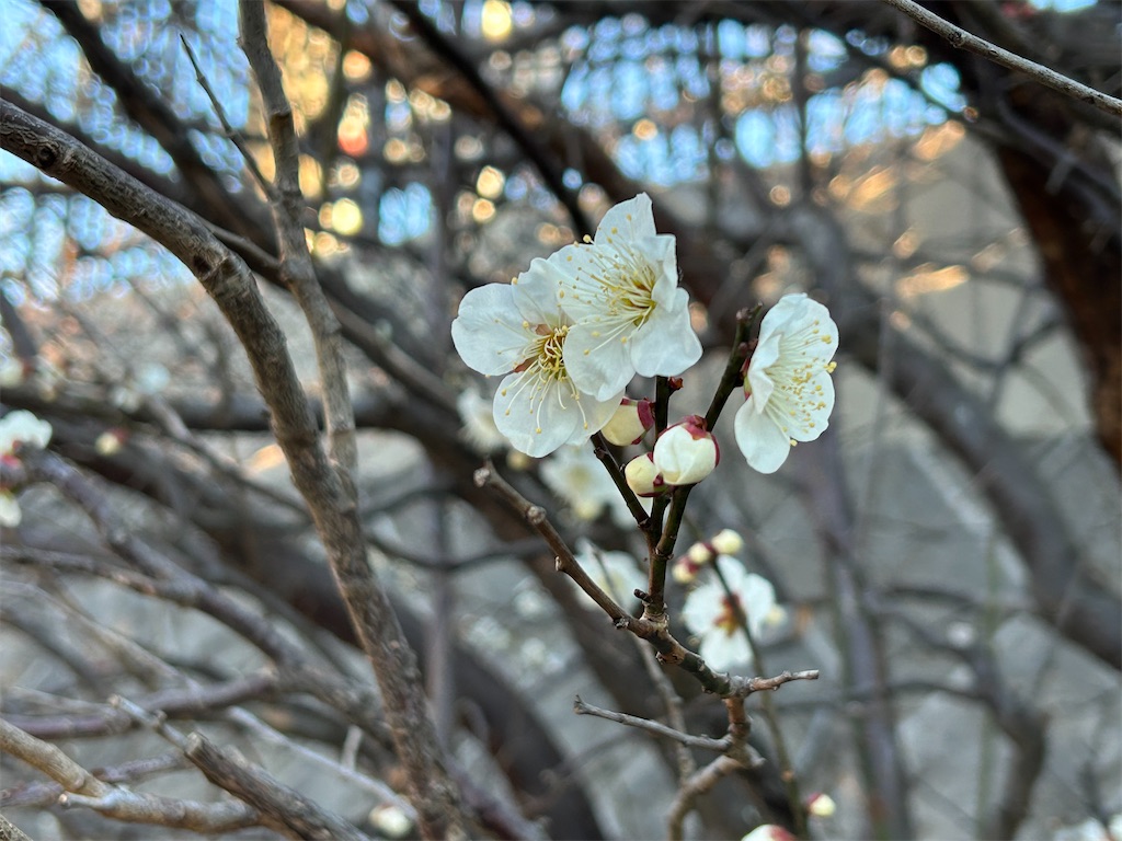 f:id:ritaoykdc:20250219163818j:image