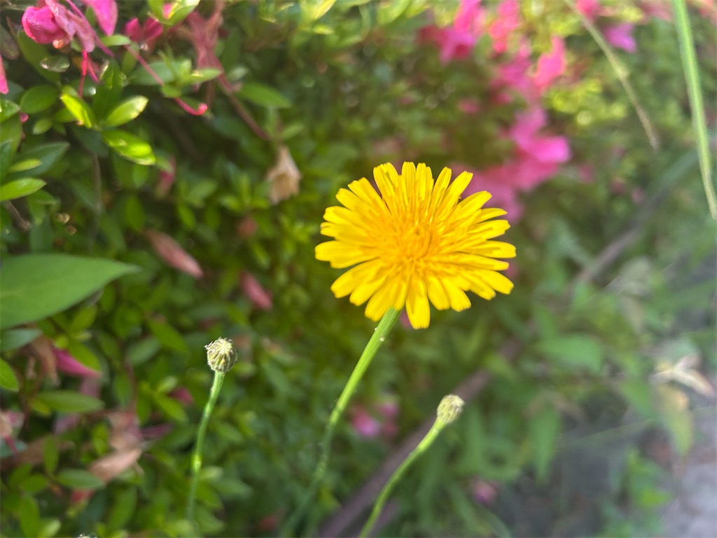 f:id:ritaoykdc:20250520224101j:image