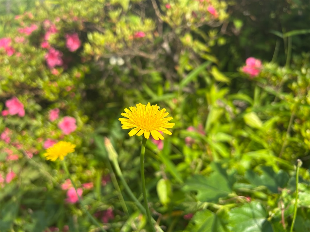 f:id:ritaoykdc:20250520224333j:image