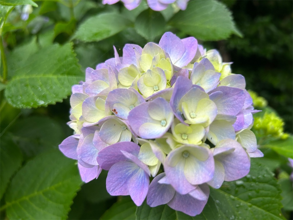 f:id:ritaoykdc:20250603232548j:image