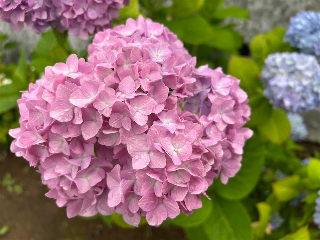 f:id:ritaoykdc:20250603232551j:image