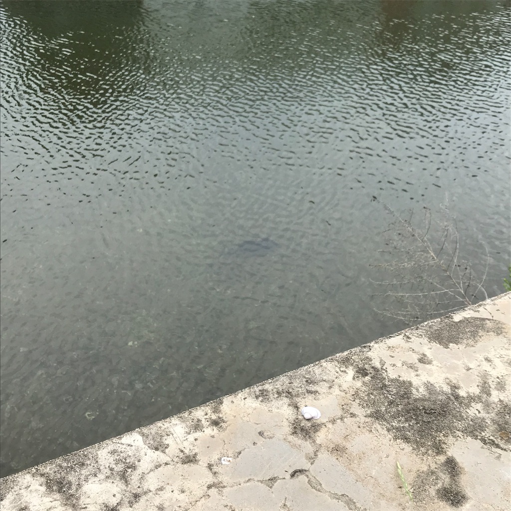 f:id:ritchie9822:20190901153322j:image